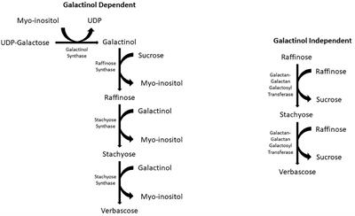 Raffinose Family Oligosaccharides: Friend or Foe for Human and Plant Health?